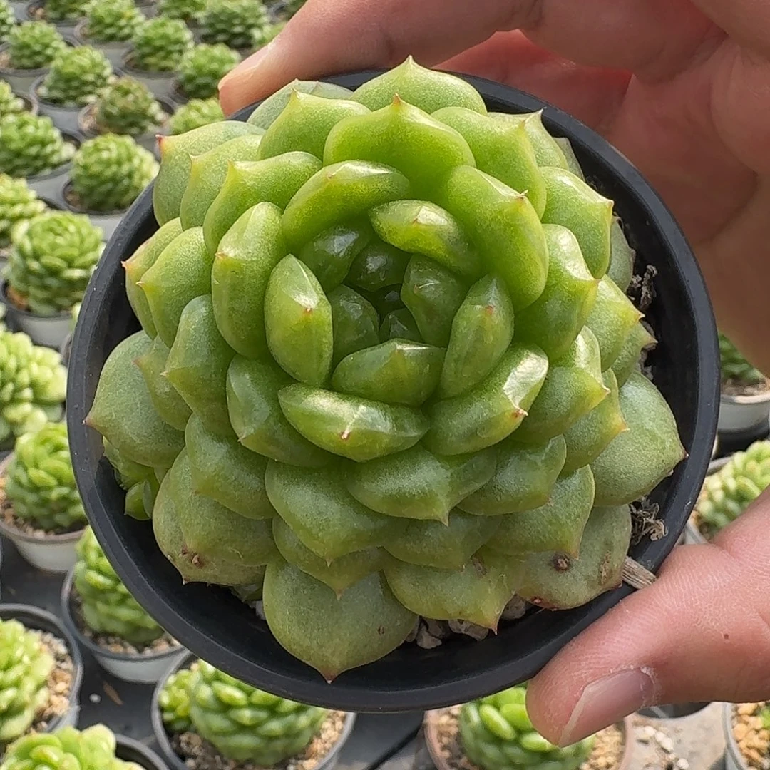 从前慢花园多肉编号-灯泡珍妮
