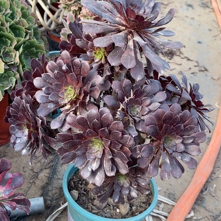 黑桐35多肉植物法师法师