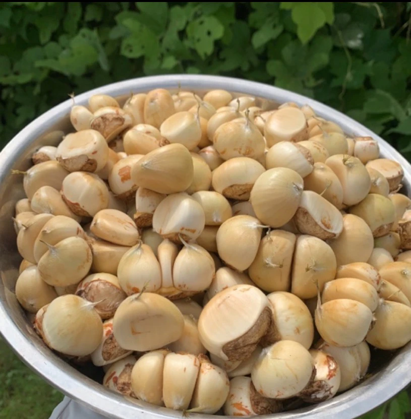 金寨嫩板栗新鲜板栗现剥现发