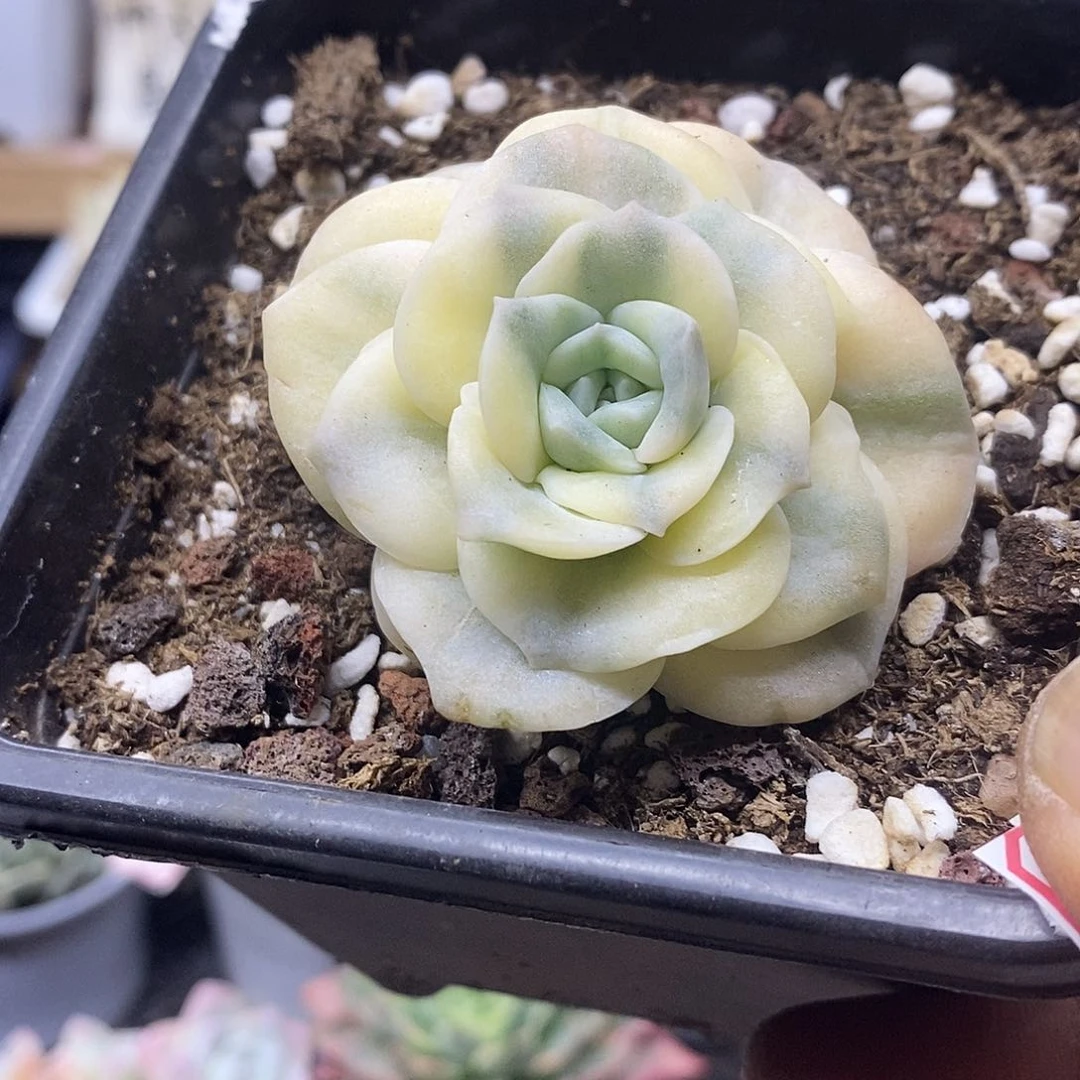 12145 可爱玫瑰覆轮锦