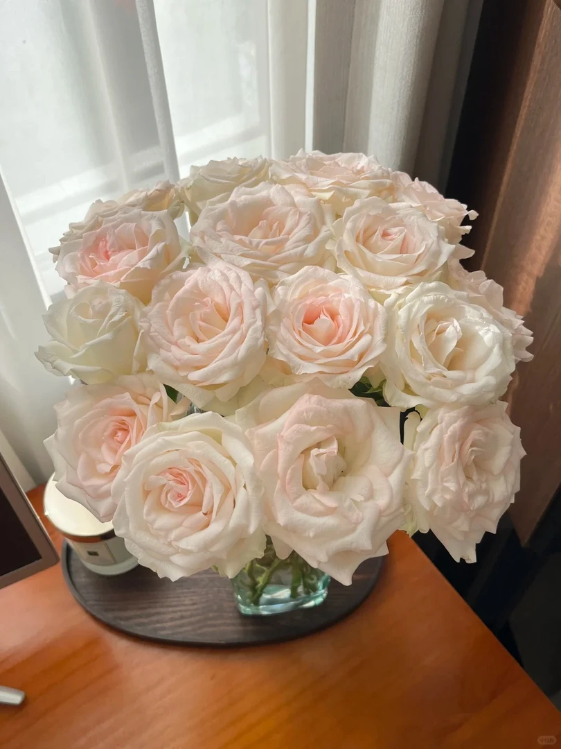 小白兔 玫瑰 收到花需要醒花 0°以下要拍保温棉 云南直发