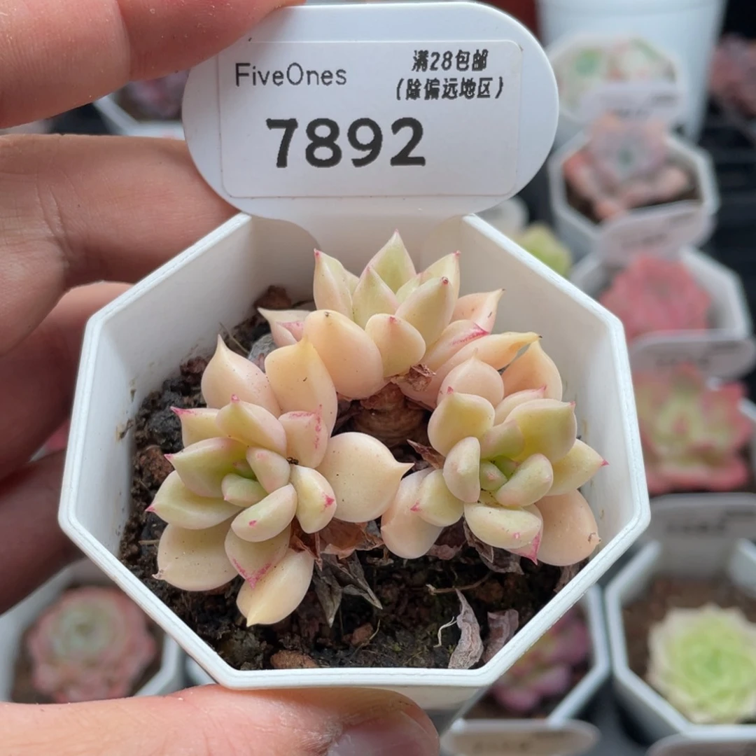 璀璨7892-5.5厘米