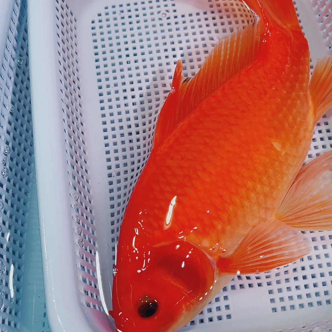 锦鲤锦鲤冷水鱼观赏608