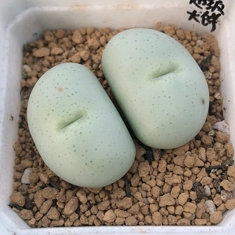 多肉肉锥 Y172超级大饼