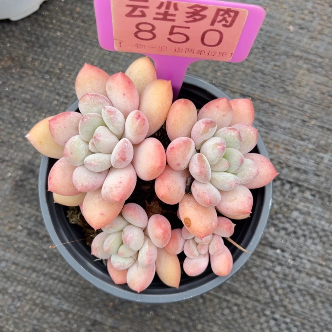 云尘多肉一物一拍850