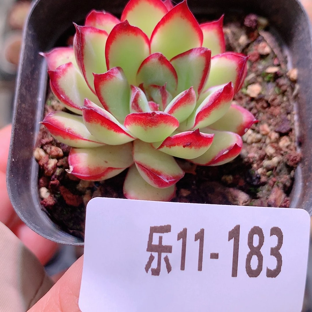 乐然11-183 原始林隐