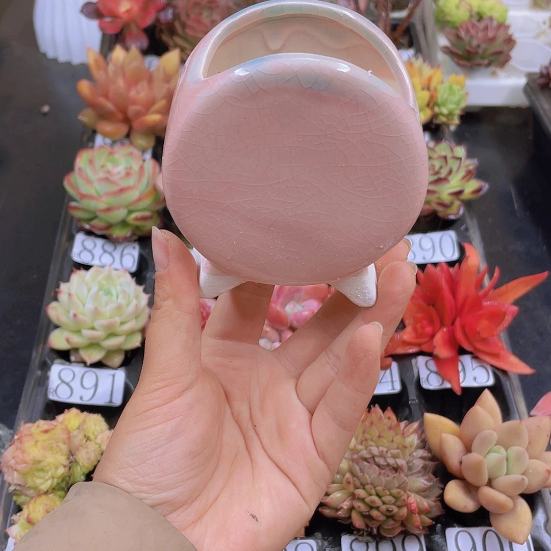 多肉无土栽培多肉植物