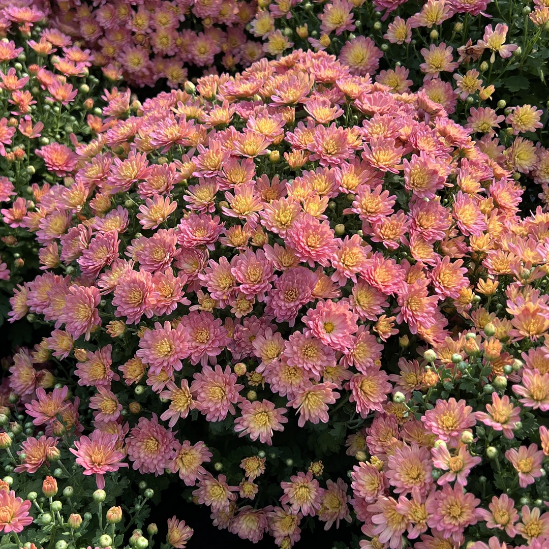 蜜桃球菊盆栽多年生庭院阳台耐热耐晒爆花强新手易养护发货快