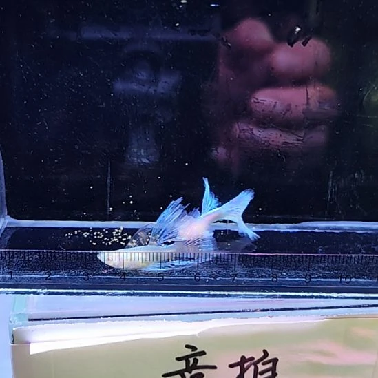 孔雀鱼18蓝白绒球一对