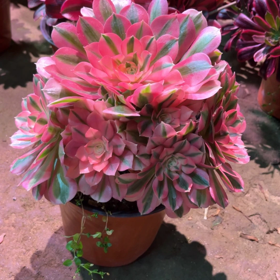 花多肉植物女巫870