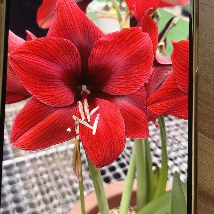 阿拉伯之夜直径5+4个装