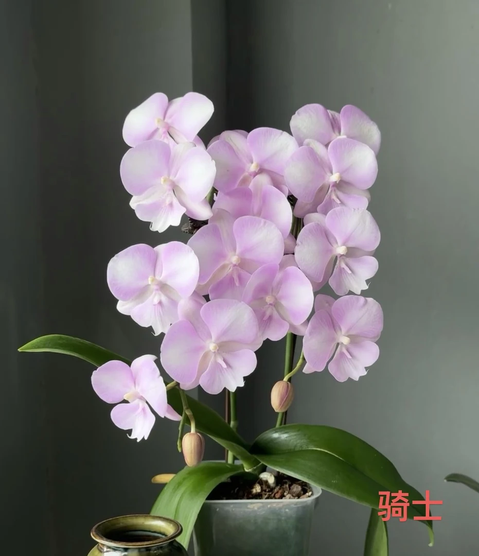 欧品高颜值《骑士》不带剑/3.0寸加高杯/苗子发货带不带花/叶子瑕疵