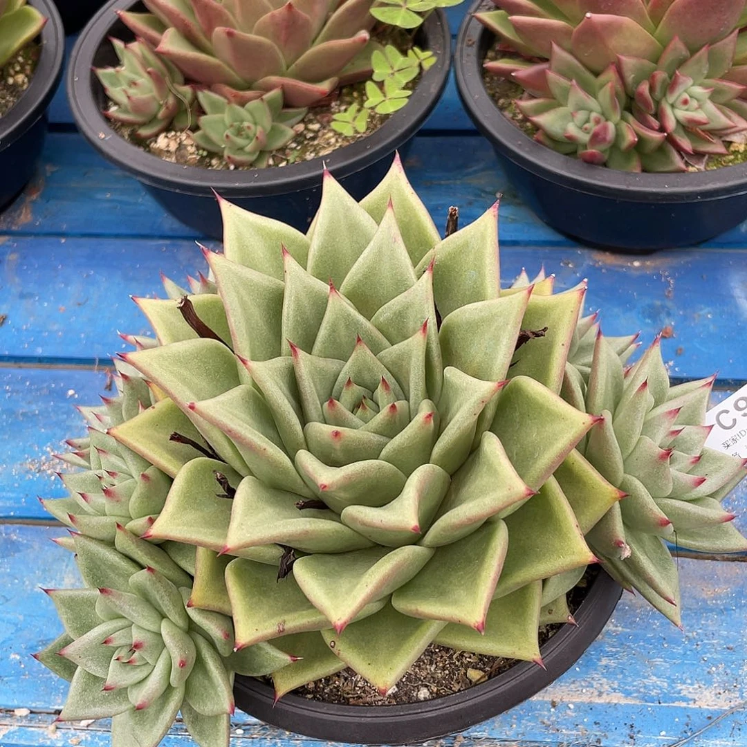 若如东云单拍C968