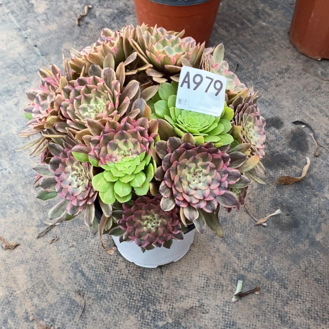 嫩桩花脸粉黛979多肉法师