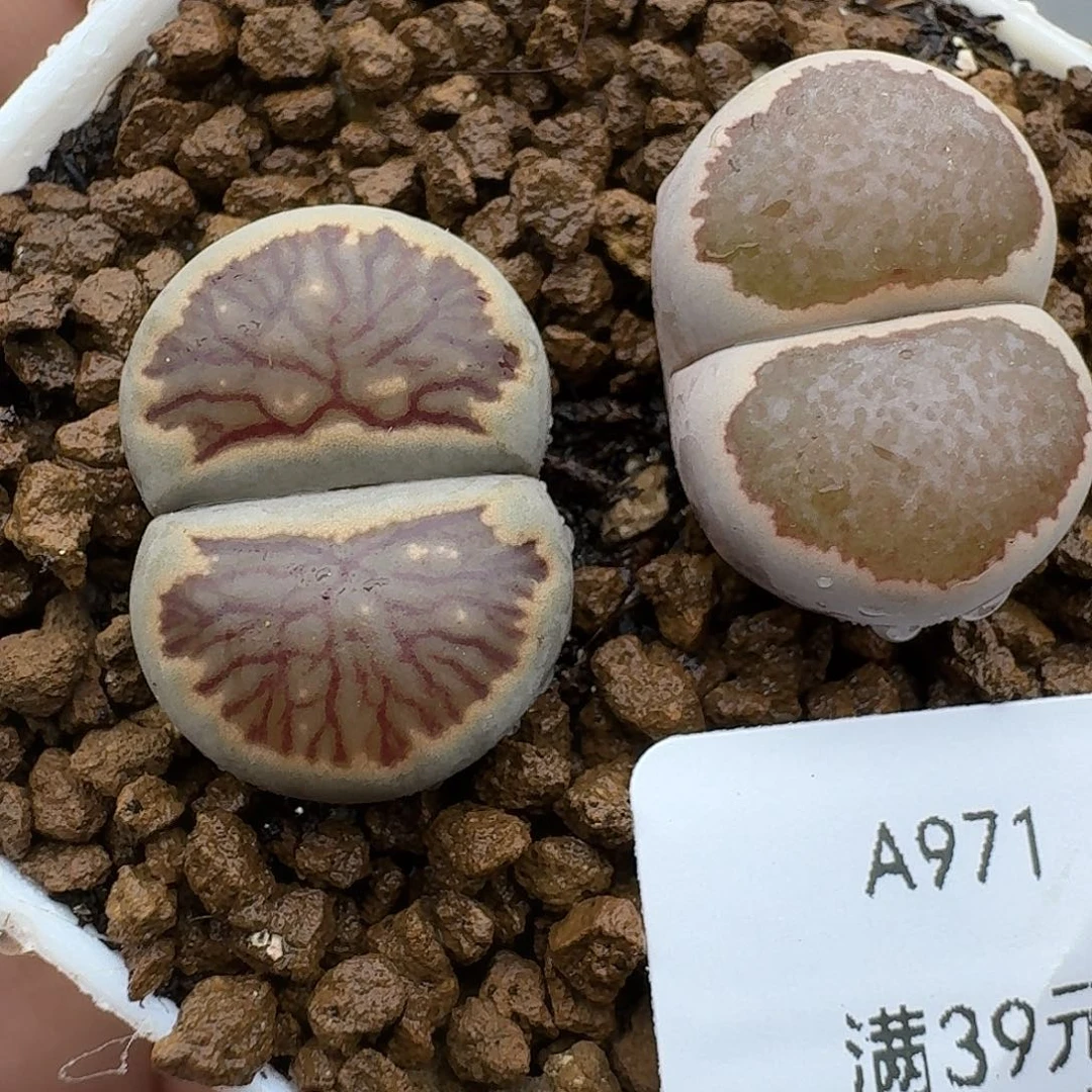 971多肉哈哈哈哈哈哈