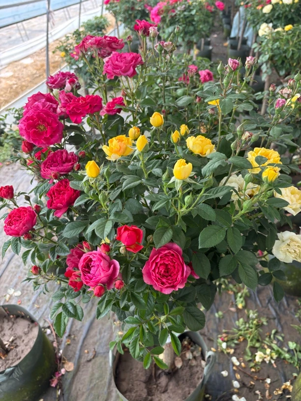 精品树桩月季多色