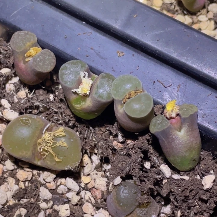 48899996968658988888