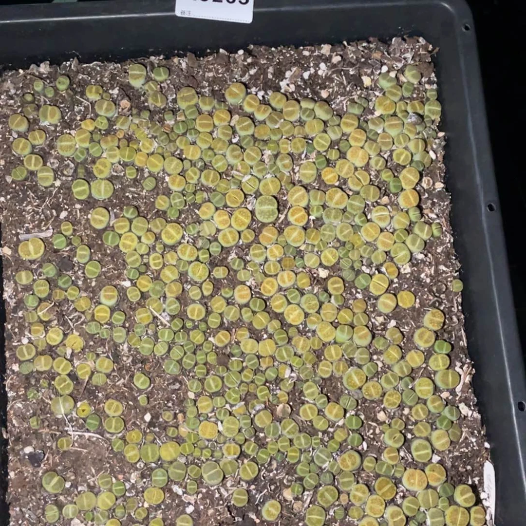 禾***肉3265福利筐1不售后