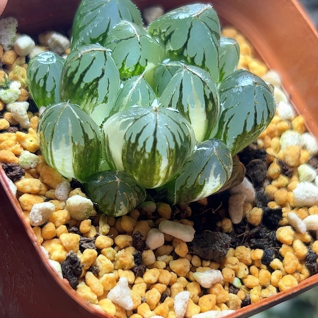 水晶灯锦十二卷多肉植物