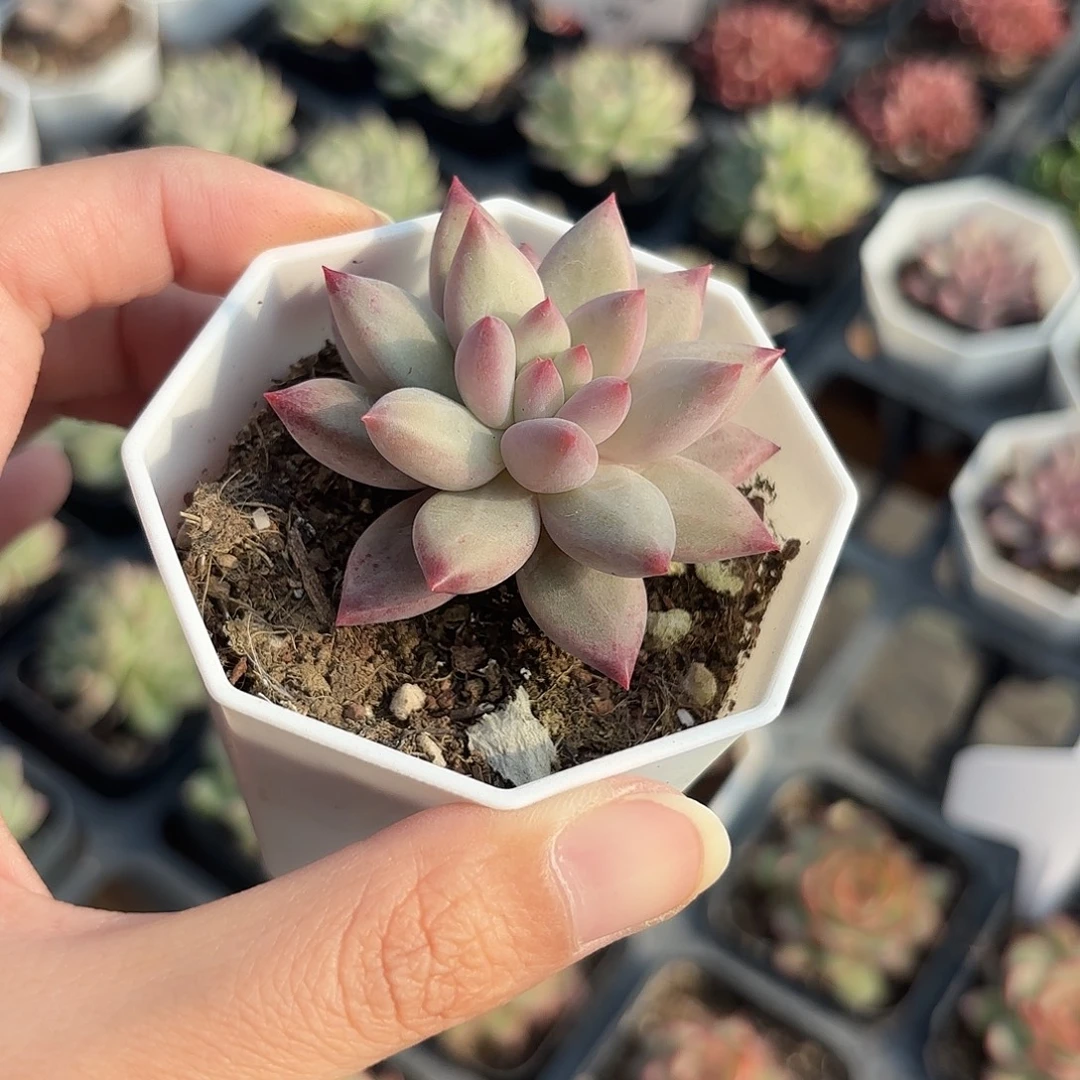 精品虞美人多肉植物