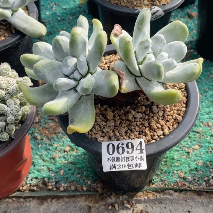 安***儿694号拇指多肉植物