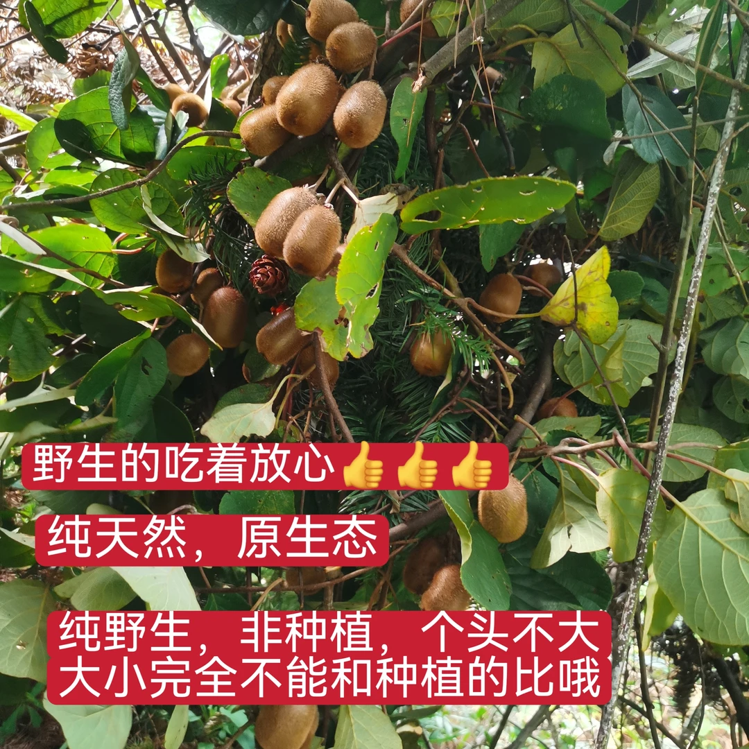 重庆高山野生猕猴桃新鲜当季孕妇水果甜蜜多汁细腻软糯