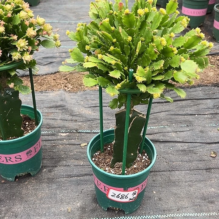 050福利苗蟹爪兰尾号2686