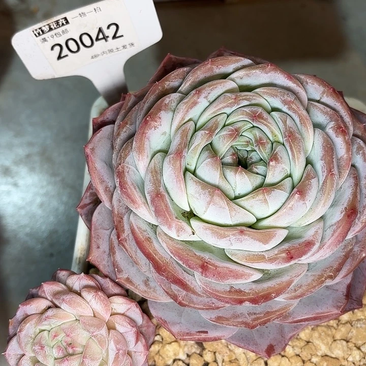 允*两颗新品一物一拍20042修根