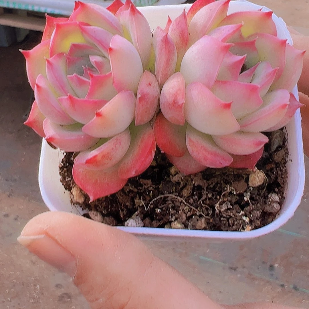 双头侧影19包邮多肉