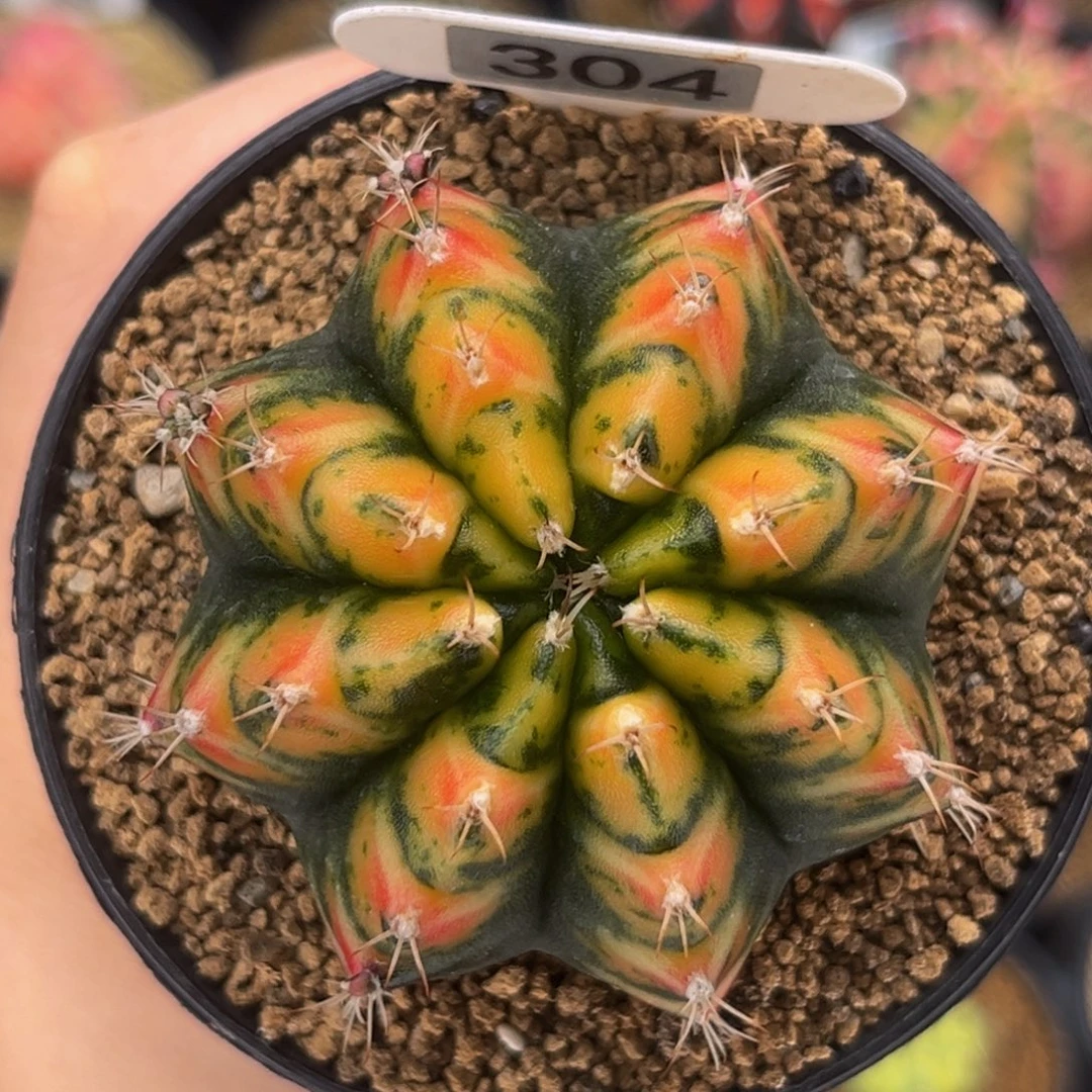 虎斑 米哈仙人球