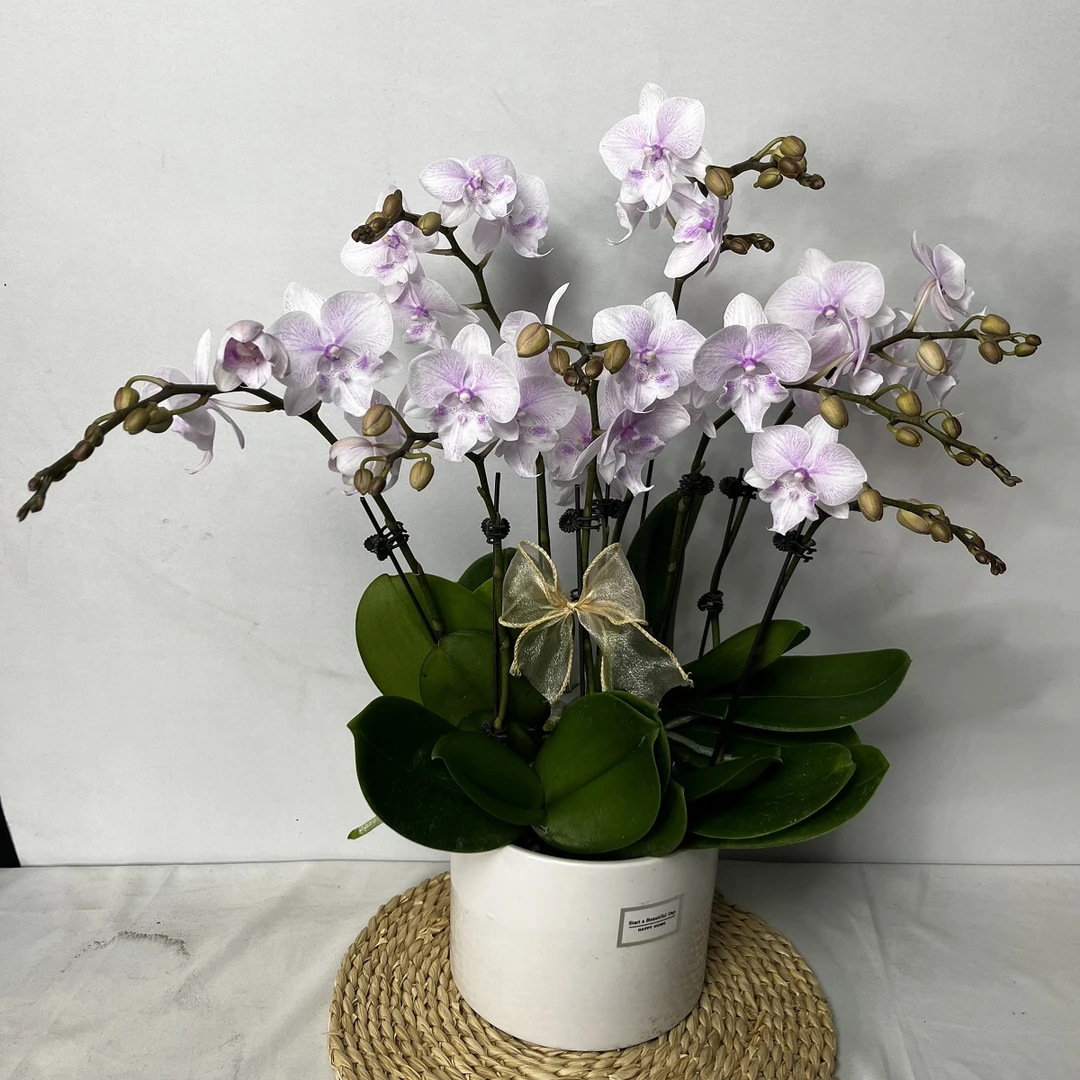 蝴蝶兰【白居易】浅粉色大舌头渐变花色室内高端绿植花卉商务礼品花