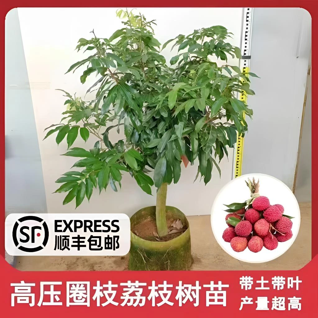 高压圈枝荔枝树苗带土带叶老桩桂味荔枝苗矮化嫁接妃子笑荔枝树苗
