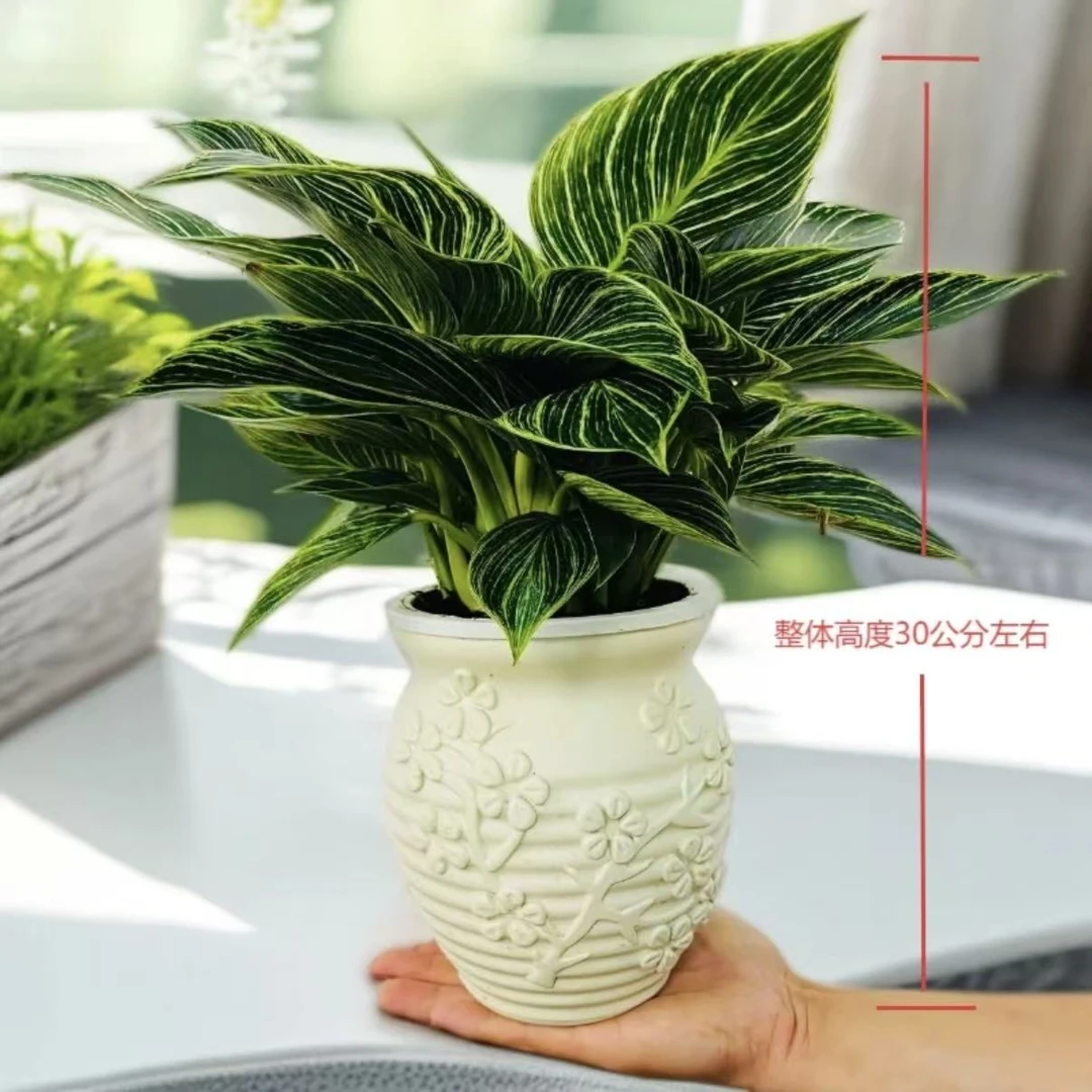 【带浮雕盆】HG铂金钻盆栽室内绿植四季好养活净化空气吸除甲醛