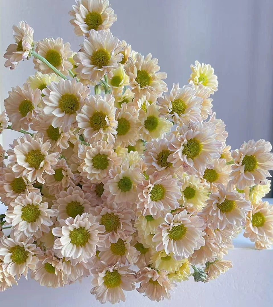 【顺丰发货】爱之槟雏菊鲜花1-4单一个运费自选品种