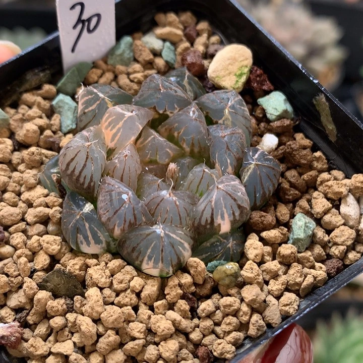 ?**サ26号链接39号换补带盆土