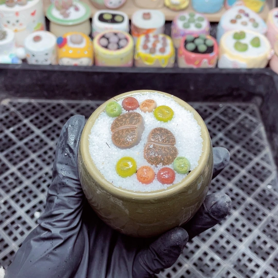 w9650 -零下地区拍保温箱-15支持寄养