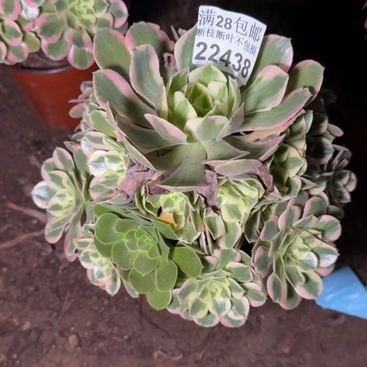 22438女妖多肉植物