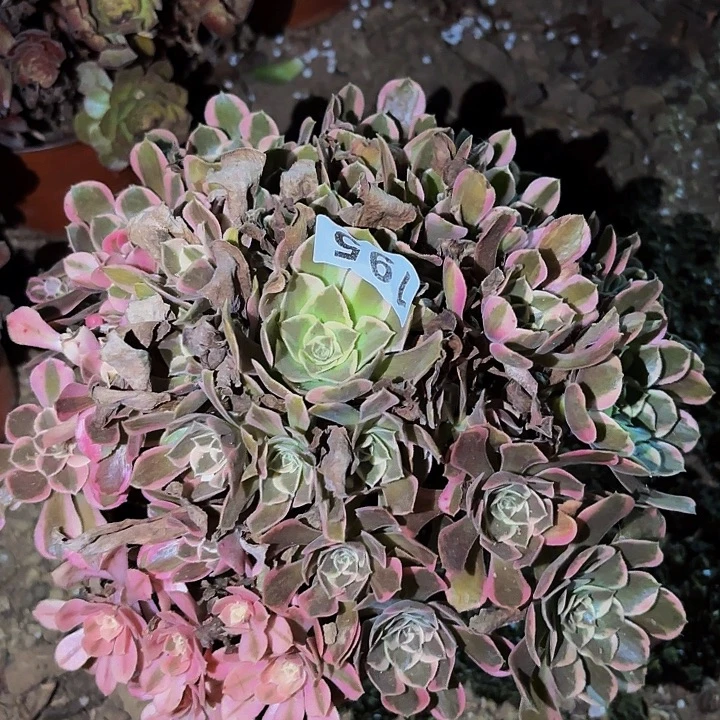 195皇后多肉植物不售后