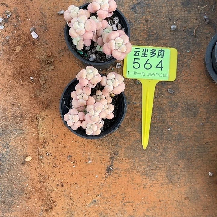 云尘多肉一物一拍564
