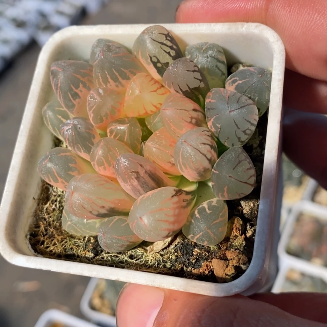 一颗实生糊斑玉露锦