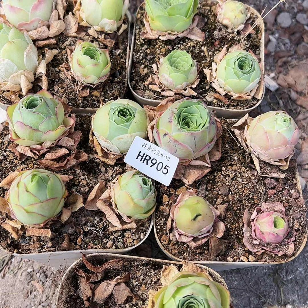 无花朵初*HR905福利捡漏