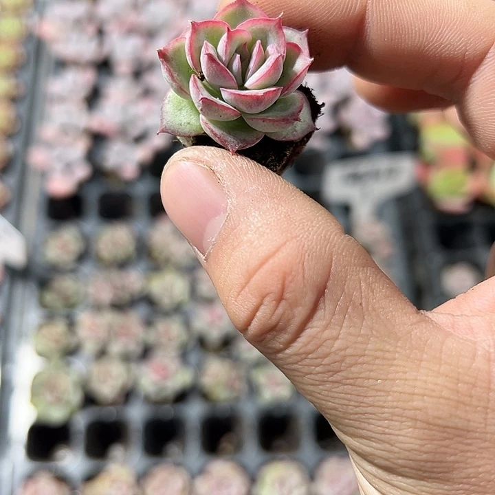侧影 满10颗包邮