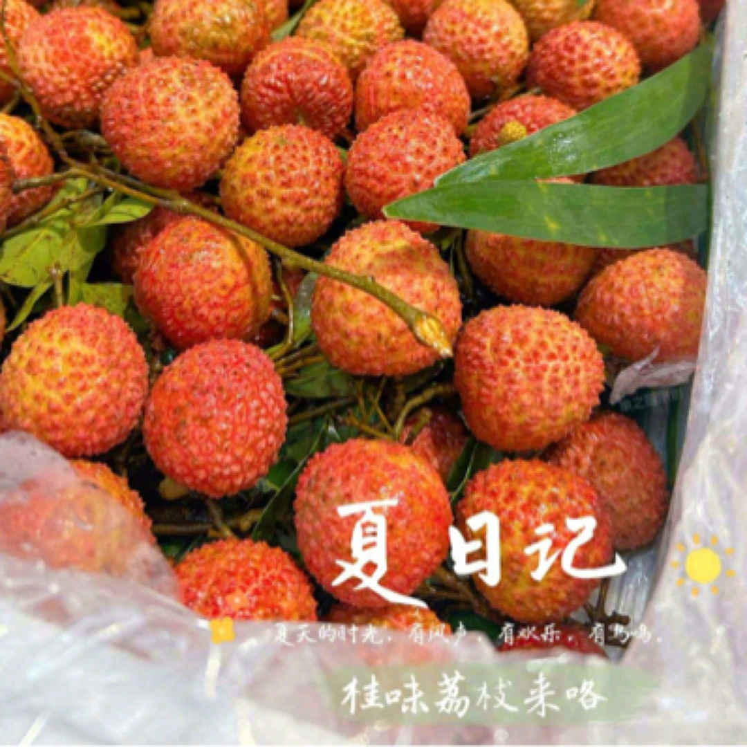 2公斤 桂味小果荔枝  世人只知妃子笑，不知桂味赛贵妃