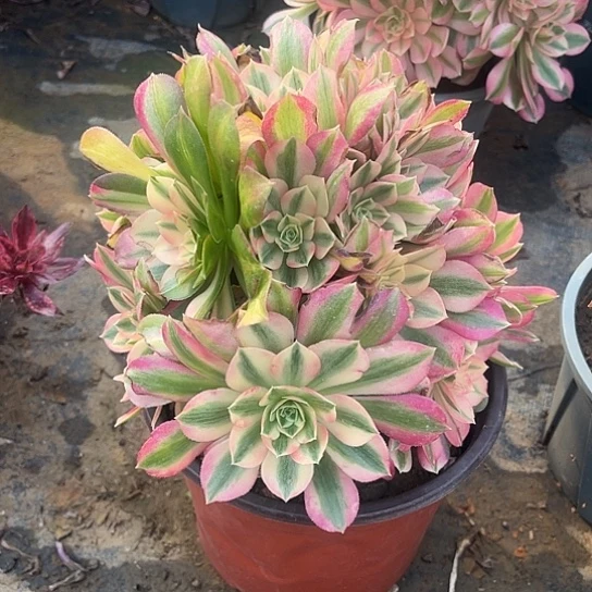 多肉植物粉女巫47