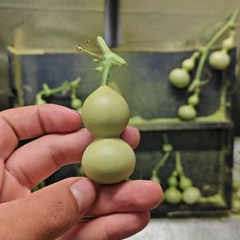旺***子天津嘴儿咕噜咕噜
