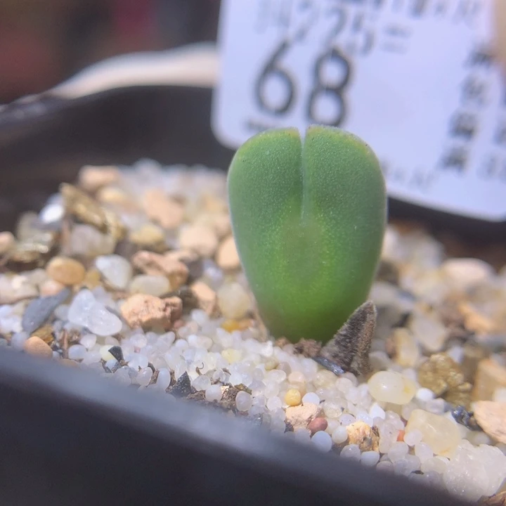 新年快乐呀225.68空蝉