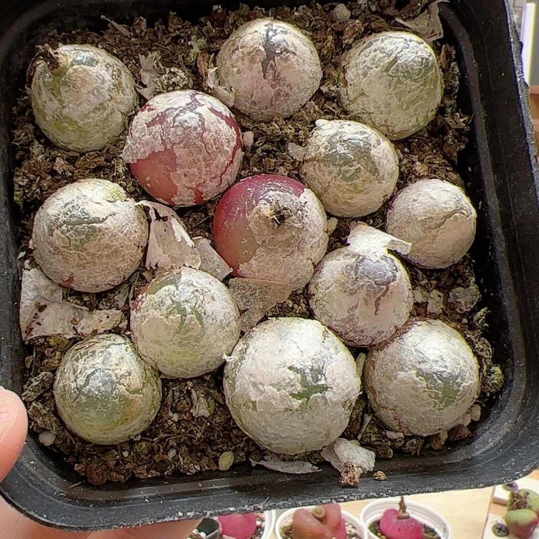 【闪购商品】165 灯泡一盒