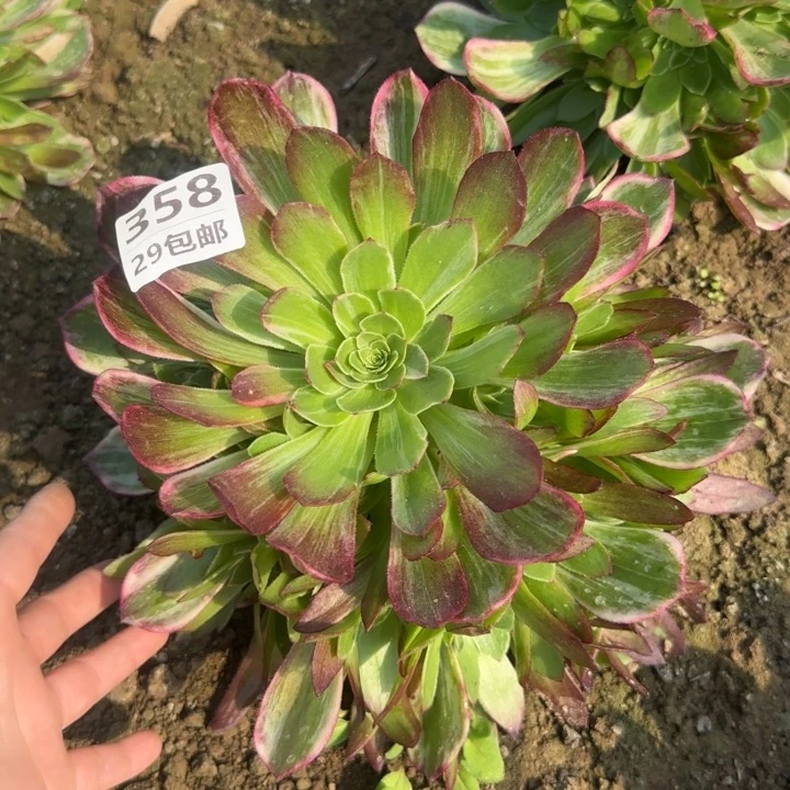 万花筒……多肉植物……