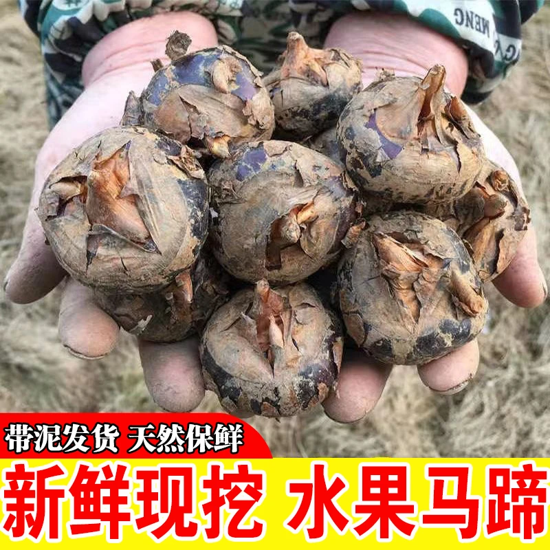 现挖现发新鲜马蹄荸荠当季时令水果蔬菜地梨脆甜多汁整箱大果