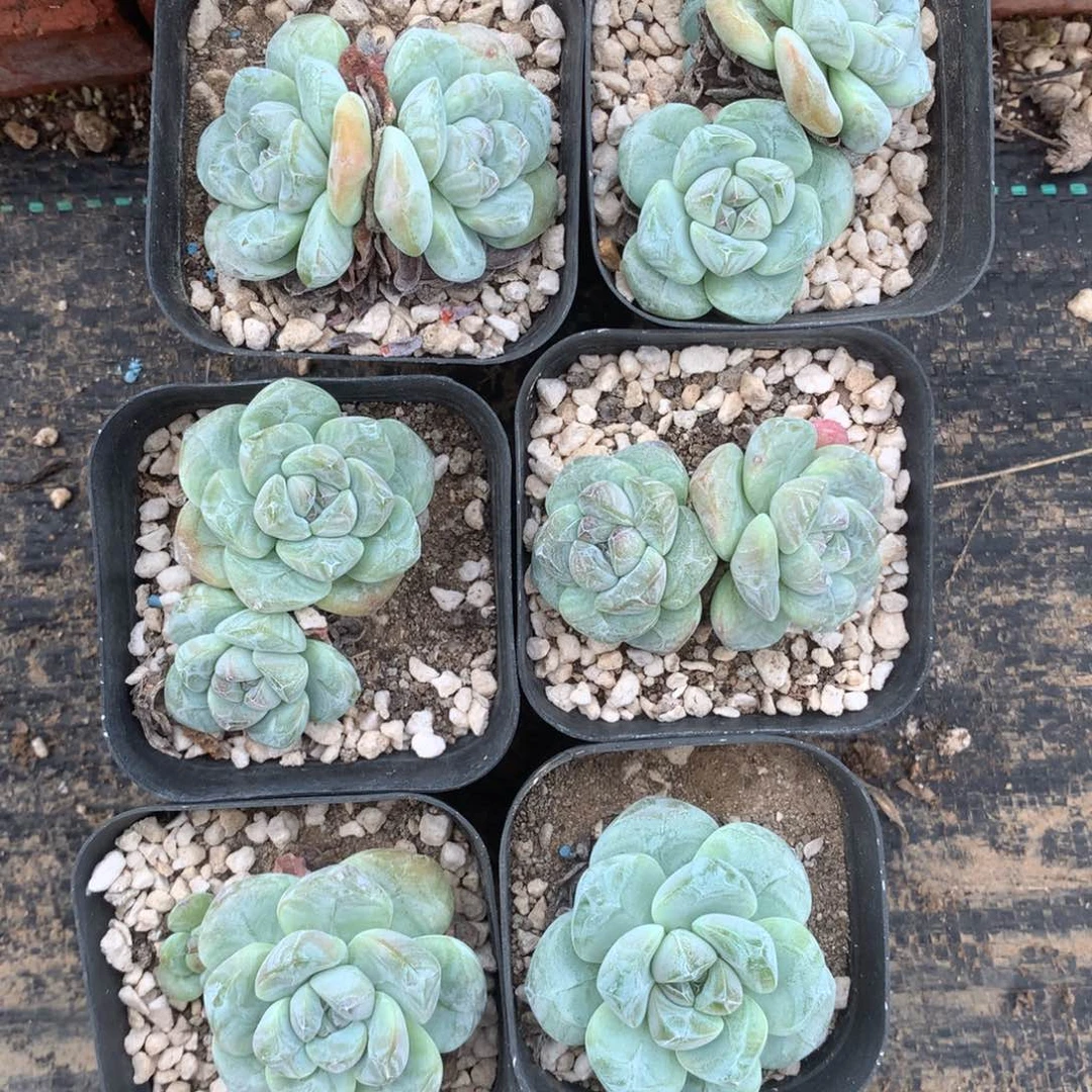 667四双两单冰玉脱土包邮